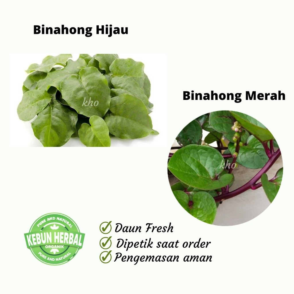 

Kukuring Daun Binahong Meran dan Hijau Segar