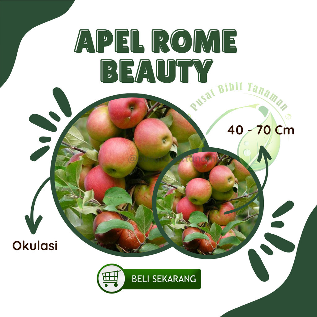 Bibit Apel Rome Beauty Malang Cangkok dan Stek