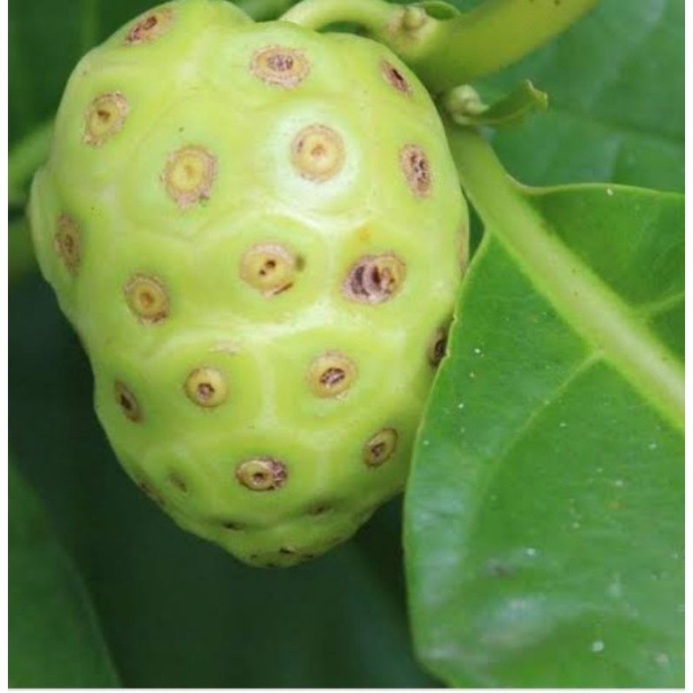 

Buah mengkudu segar per 1kg fresh mega store ready