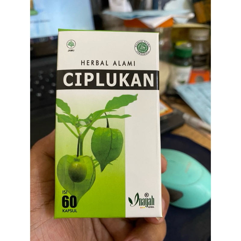 KAPSUL CIPLUKAN kapsul daun ciplukan