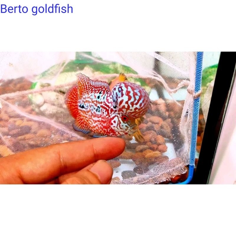 Hiyasan akuarium Burayak Louhan Super VIP Redking Kamfa Gen Ori thailand