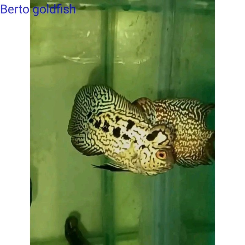 Hiyasan akuarium Burayak Louhan Black Kamfa F2 byLongKamfa Gen Ori Thailand