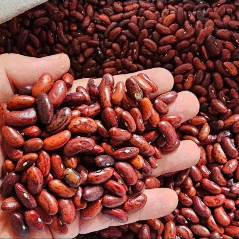 

Kacang Merah Organik 100gr Kualitas Bagus