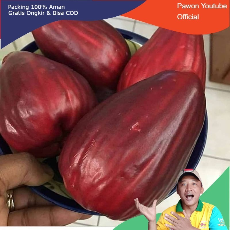 (BISA COD) Bibit Jambu Bol jamaika super jumbo Berat 400 gram, 1kg muat 3 bibit