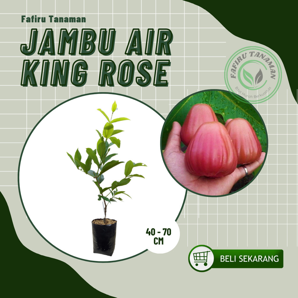 Bibit Air King Rose Tanaman Jambu unggul