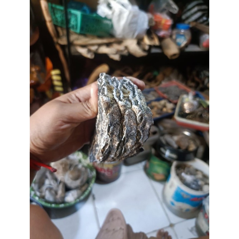 

bam gaja h ori dari waykambas legal untuk pembelajaran bk Keris sengkelat majapahit mataram kartosuro kartasura Surakarta Yogyakarta nagasasra sabuk inten keris kriss nogososro emas perunggu patung wayang batik budaya jawa melayubali BalineseJawa Javanese