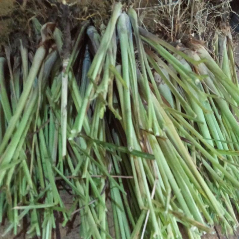 

PROMO SEREH SEGAR SEREH MASAK FRESH PER 100Grm KADAKA OLSHOP02