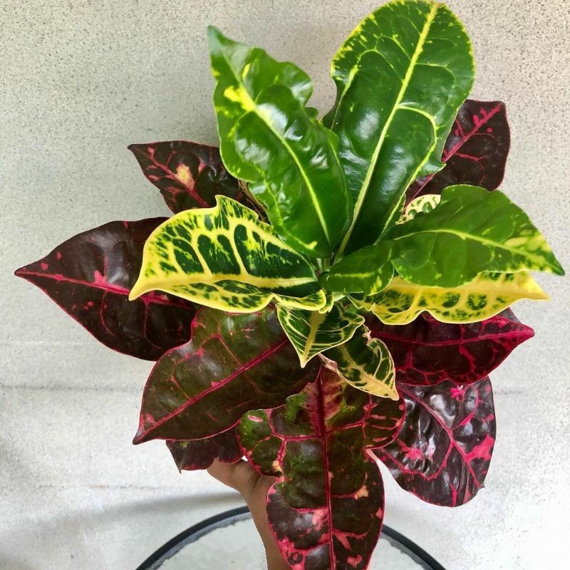 tanaman puring kura bibit pohon puring kura kura