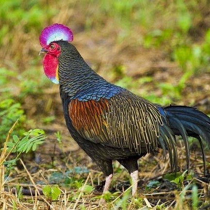 

Telur ayam hutan x jawa / telur ayam hias / telur fertil siap tetas