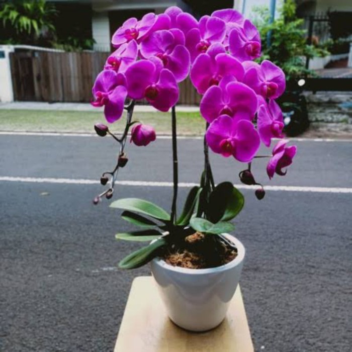 ( BISA COD ) PROMO Bunga Anggrek Bulan Dewasa Siap Berbunga Tanaman Hias Anggrek Bulan Bunga Hias An