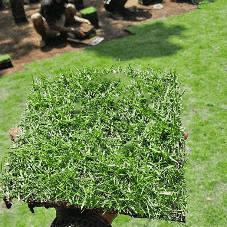 Rumput Jepang Hidup 20x20 cm L Rumput Hias Hijau Segar untuk Taman / Kuburan / Makam - Zoysia Japoni