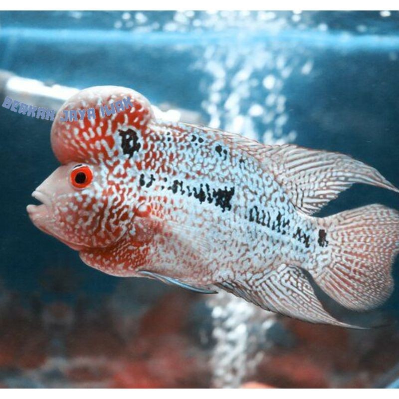 Hiyasan aquarium ikan louhan cencu 5-7 cm bahan progres premium quality bergaransi