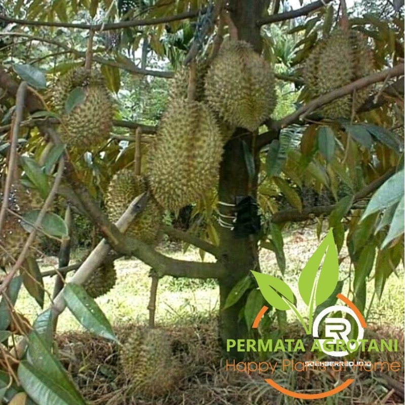 Bibit Durian Montong Tinggi 40-65 cm