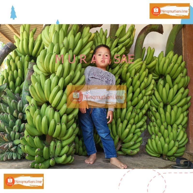 BIBIT PISANG FHIA17 100% ORIGINAL | BONGGOL PISANG MULYO CAVENDISH | BIBIT FHIA 17