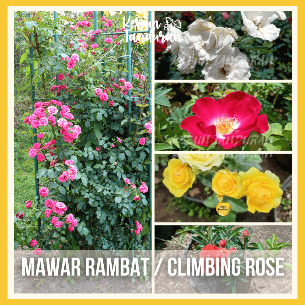 Bibit Mawar Rambat Bunga mawar hidup Tanaman Hias Merambat/ Bunga hidup Climbing Rose - bunga asli