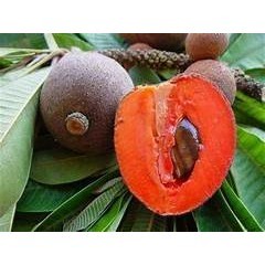 Bibit  Buah Sawo Mamey Sapote (Pouteria sapota)