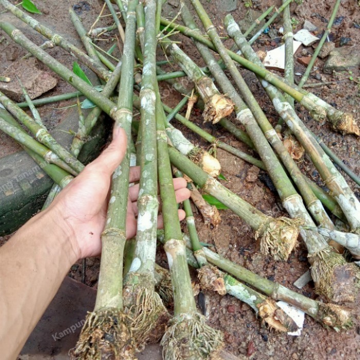 Bibit Bambu Petung Besar/ Bambu Rebung