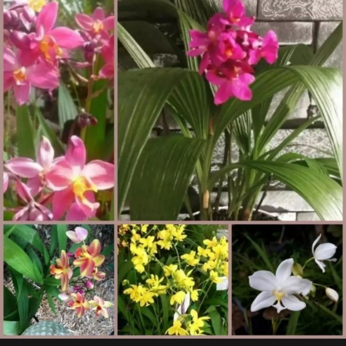 paket 5 bibit anggrek tanah - tanaman hias anggrek tanah