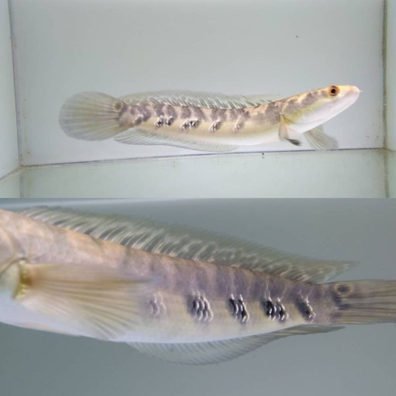 Dekorasi akuarium (GARANSI D.O.A)CHANNA MARU YELLOW SENTARUM SIZE 25Cm-30Cm Sortiran Terbaik,Maru Ye