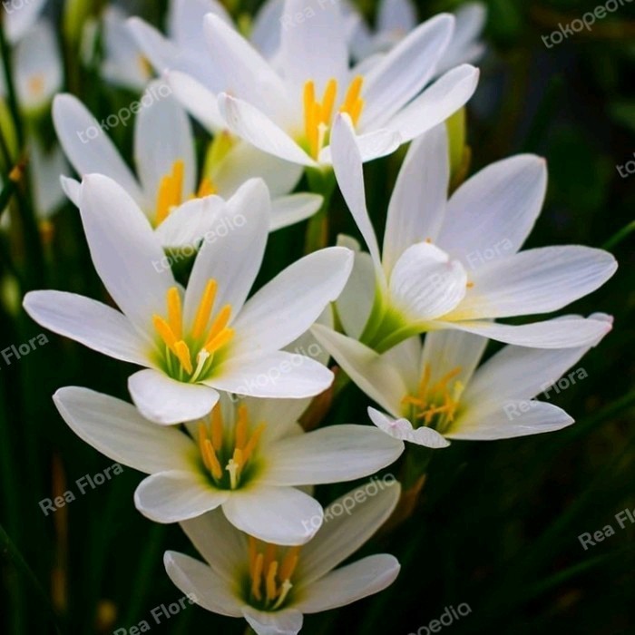 Paket 10 Pcs Umbi Bunga Rain Lily/Lili Hujan