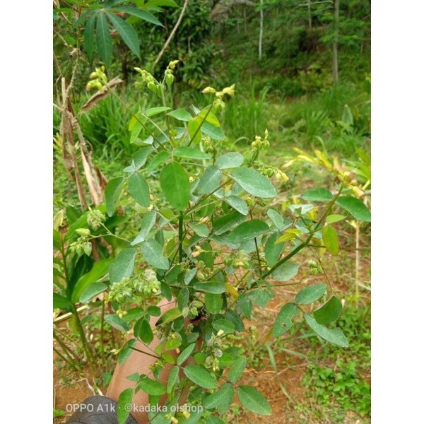 

PROMO Daun Belimbing Tanah atau Calincing Segar 250 gram KADAKA OLSHOP02