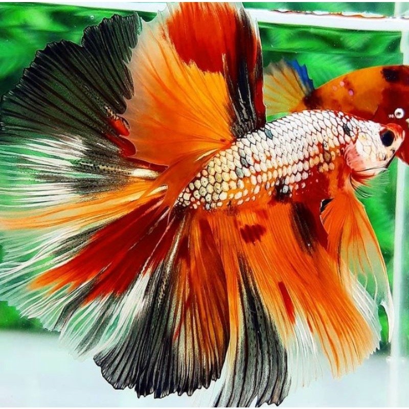 halfmoon multicolor size M+ pria