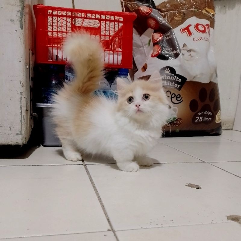 kucing munchkin/kinkalow/kaki pendek