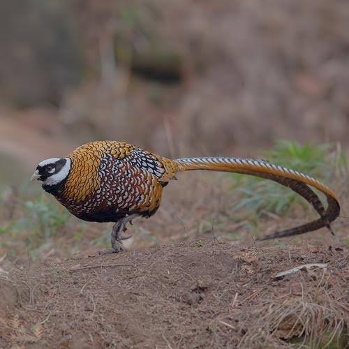 

Telur ayam hias ringneck reeves pheasant fertil asli