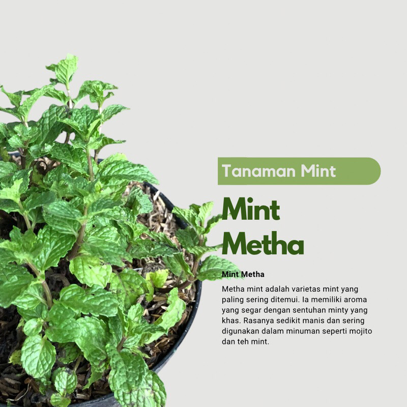 Tanaman Daun Mint / Mentha Jenis Paling Sering Digunakan Untuk Minuman