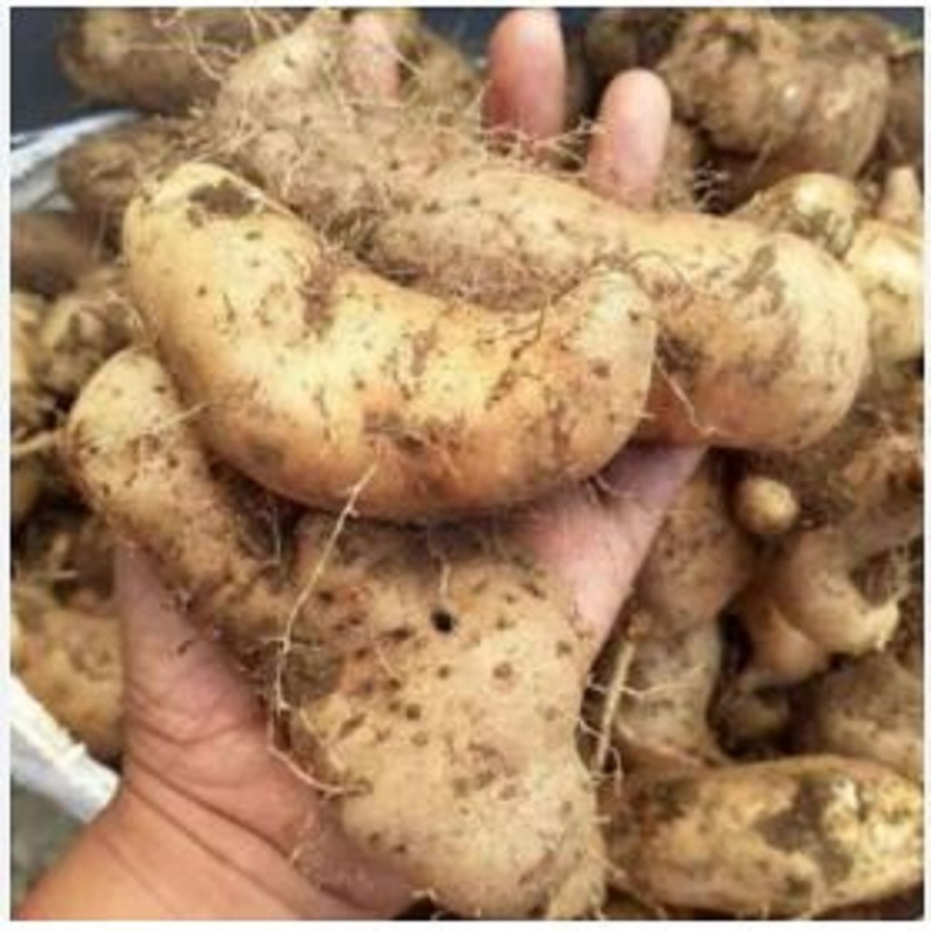 

NOB Umbi Gembili Segar 1kg - Ubi Tradisional Berkualitas Tinggi