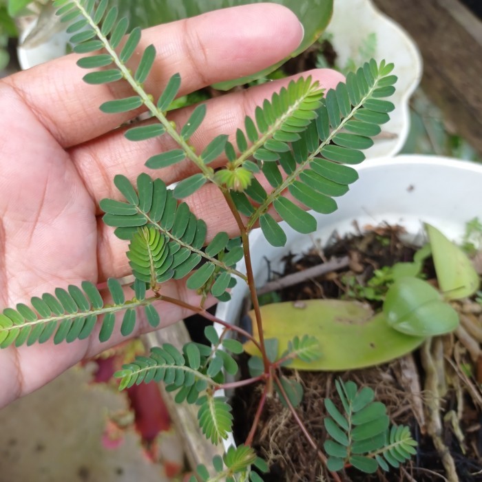 

Daun meniran segar 500gram