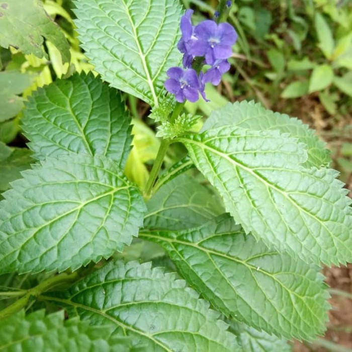 

JUAL DAUN PECUT KUDA 1KG