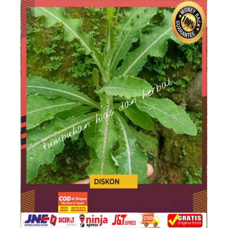 

daun tempuyung segar/daun tempuyung obat herbal/daun tempuyung fresh siap petik/500gram