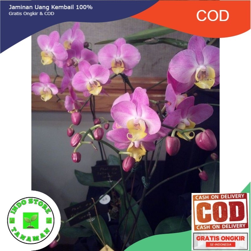 PROMO! ANGGREK DENDROBIUM SUDAH SPIKE/KNOP SIAP BERBUNGA anggrek dendrobium siap bunga