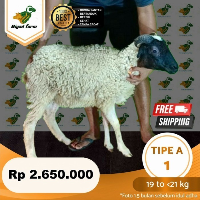 Kambing Qurban, Domba, 17 sd 21 Kg, gratis ongkir