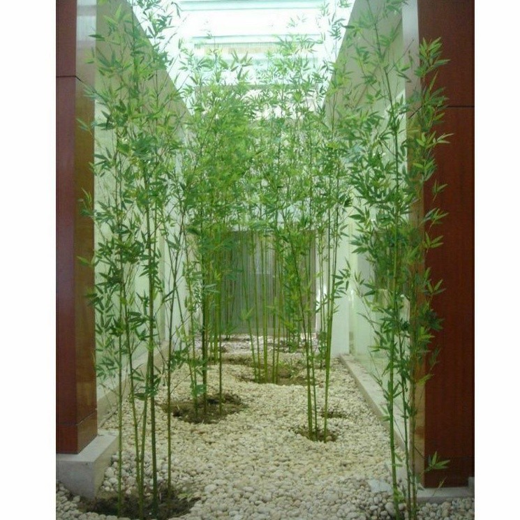 promo Bibit Bambu Jepang Bambu hias mini tanaman bambu jepang siap tanam tinggi 50cm