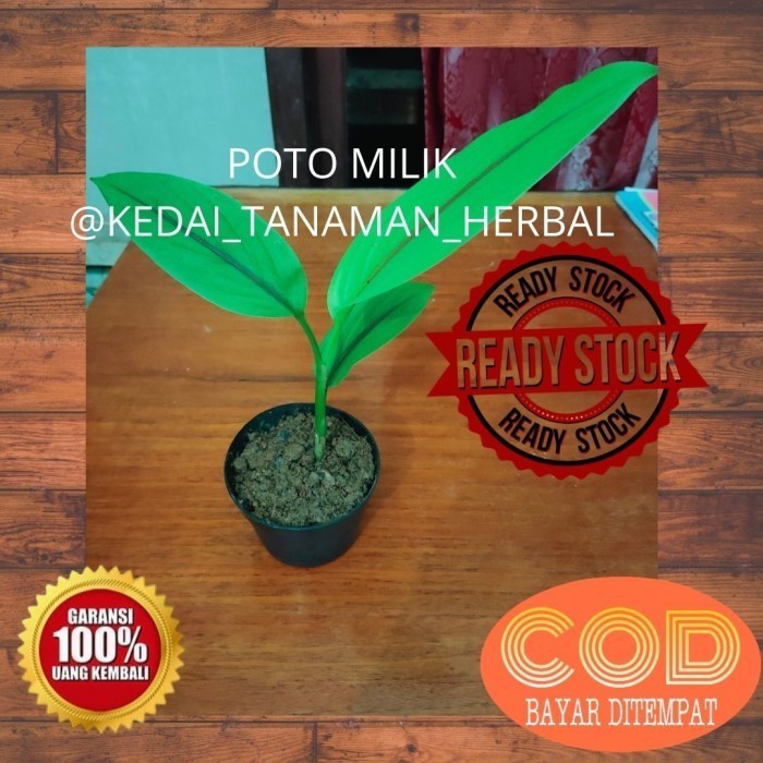 Bibit tanaman kunyit putih kunyit putih bibit benih kunyit putih