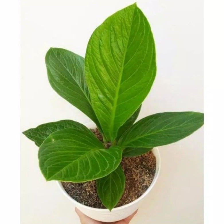 ( BISA COD ) PROMO Tanaman Hias Anthurium Jenmani Cobra Dewasa & Bibit Tanaman Hidup Antorium Jemani