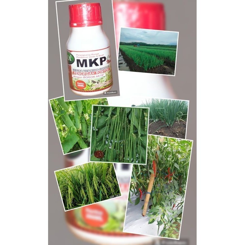 250 ml MKP CAIR Perangsang bunga, pembesar umbi dan buah