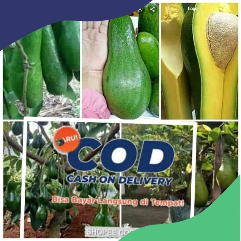 paket 2 bibit apokat aligator