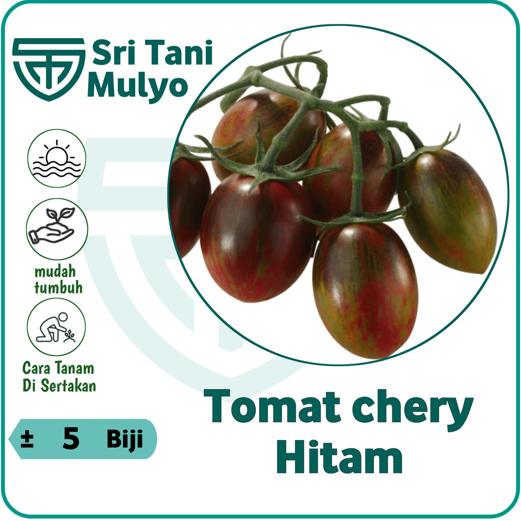 5 Biji - Benih Black Cherry Tomato Tomat Ceri Hitam Import