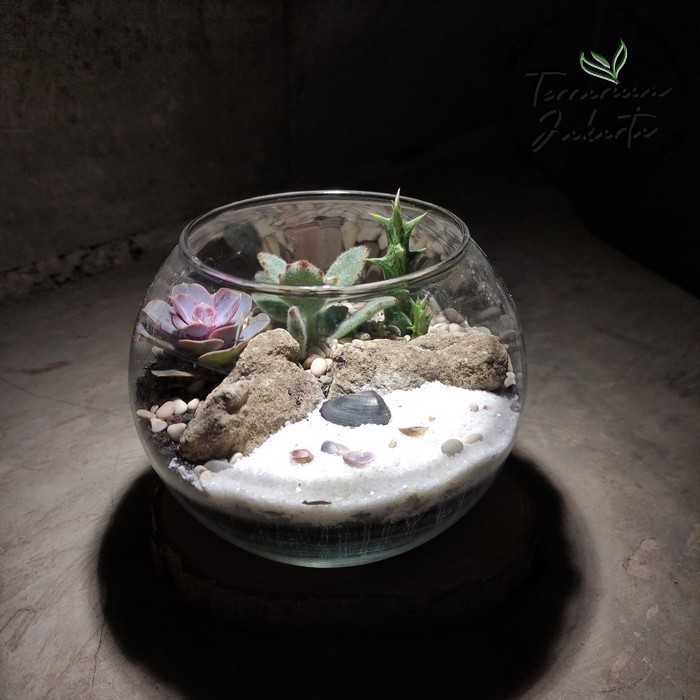

Terrarium Sekulen dan Kaktus Medium Tipe II | Gift Plan | Kado Tanaman
