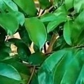 

Daun sirsak terbaik 200 lembar harga terjangkau