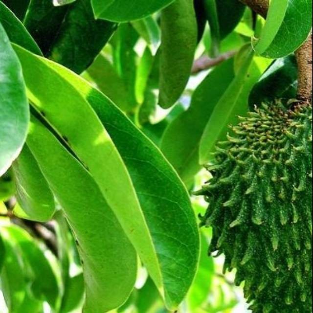 

Daun Sirsak Sueger banget 250 gram