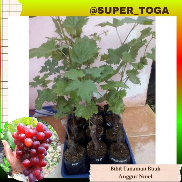 BIBIT ANGGUR IMPORT NINEL (grafting) cepat berbuah BIBIT ANGGUR NINEL IMPORT