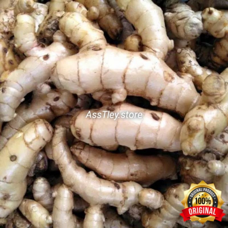 

TEMU PUTIH SEGAR 1 KG CURCUMA ZEDOARIA KUNING PUTIH KUNYIT PUTIH FRESH KUNIR PUTIH ALAMI