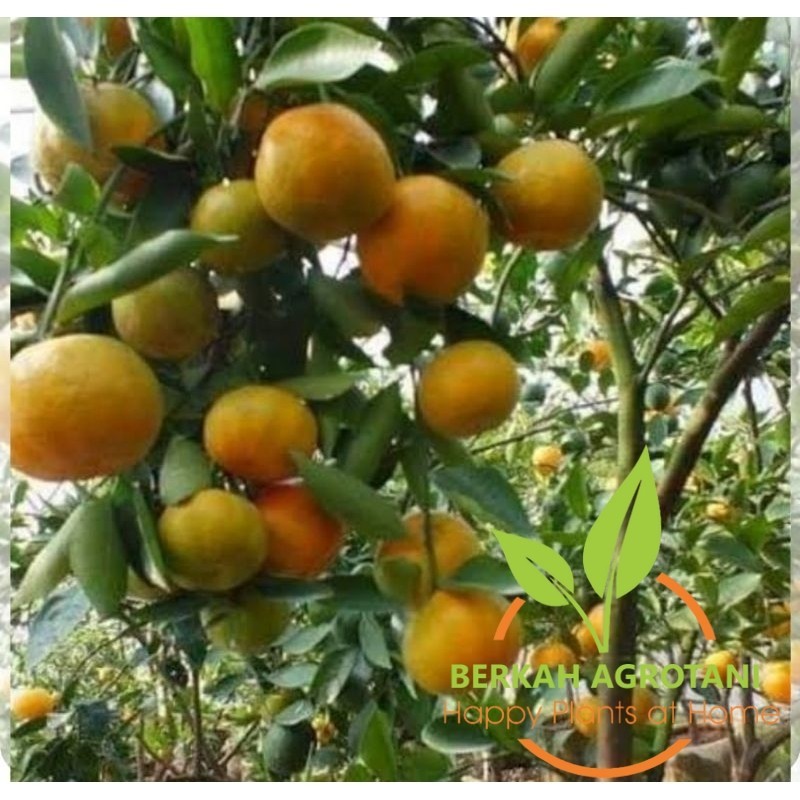 Bibit jeruk Mandarin berbuah lebat daun rimbun batang besar