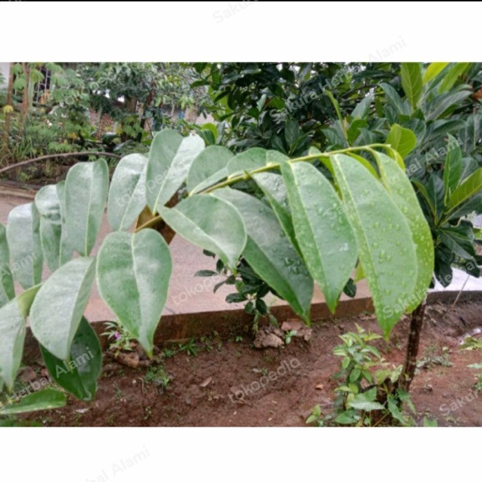 

TDS 100 Lembar Daun Sirsak Segar
