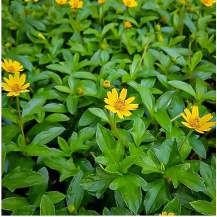 

Daun Widelia segar / 100 gram seruni laut daun wedelia segar/daun kokonengan