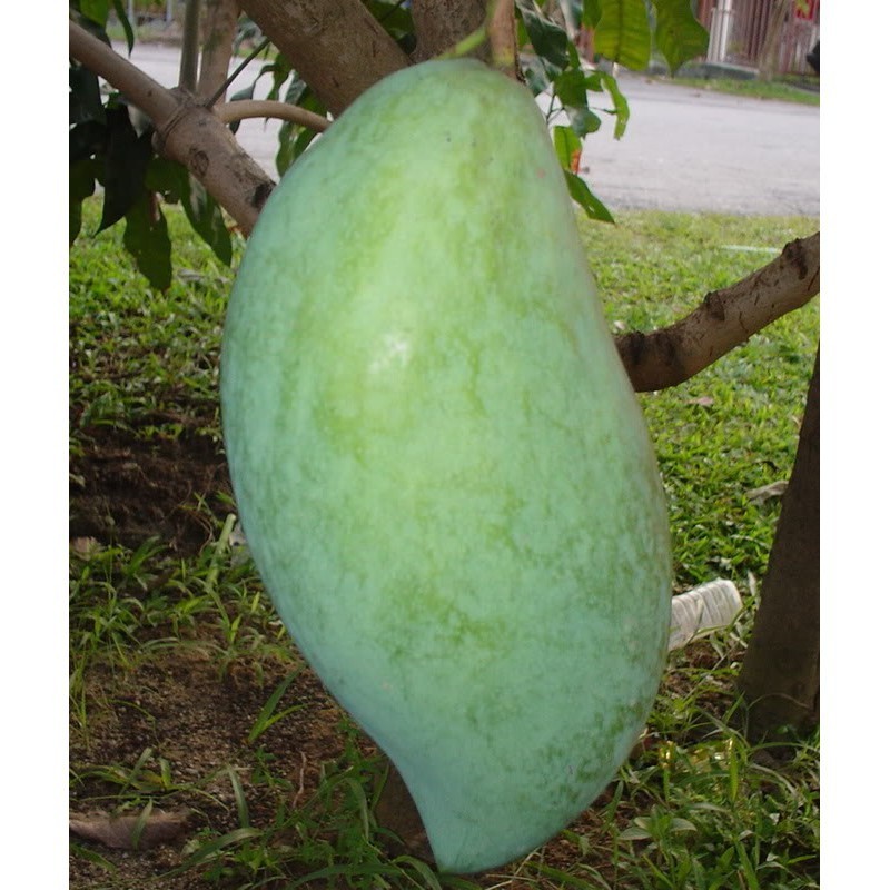 Bibit MANGGA  MAHATIR OKULASI